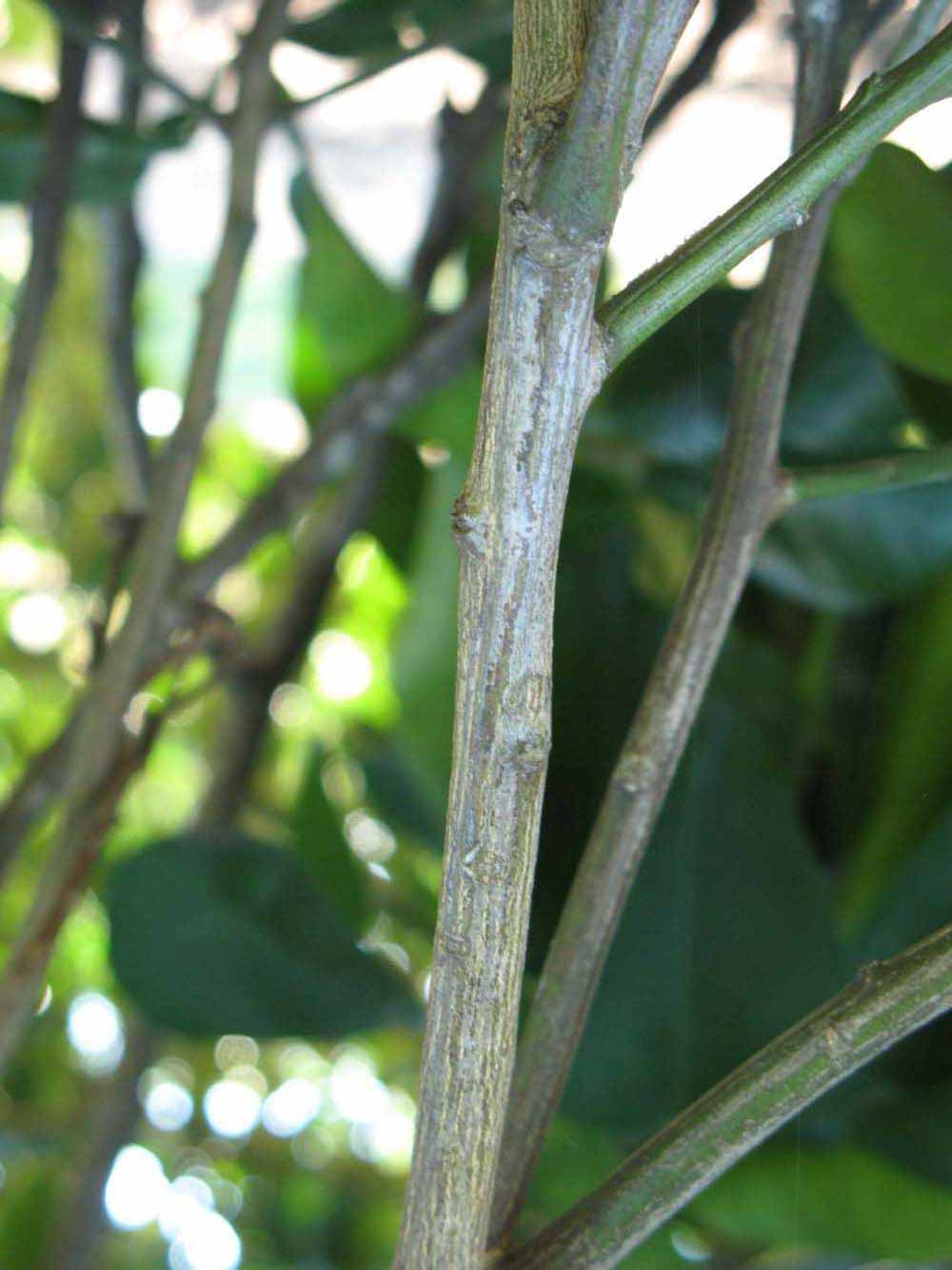              Second - third year twig (Winter Haven, FL)       